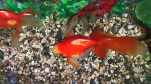 Золотая рыбка-перевёртыш. Как спасти золотую рыбку! 100% проверенный способ! #КакСпастиЗолотуюРыбку