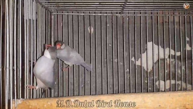 ২০২৩ সালে জাভা পাখির দাম || ৪টি রংয়ের জাভা পাখির দাম || Java bird price in 2023 смотреть онлайн