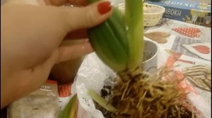 ОРХИДЕЯ КАМБРИЯ: ПЕРЕСАДКА, ГОРШОК, СУБСТРАТ