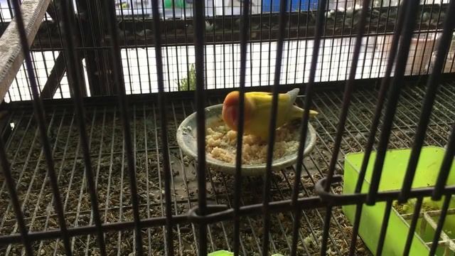 How To Save Birds Eggs Or Chick From Lizard || Birds Ke Shed Main Chipkali [HINDI/URDU] смотреть онлайн