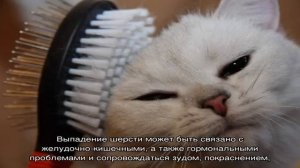 Кошка сильно линяет? Причины и рекомендации