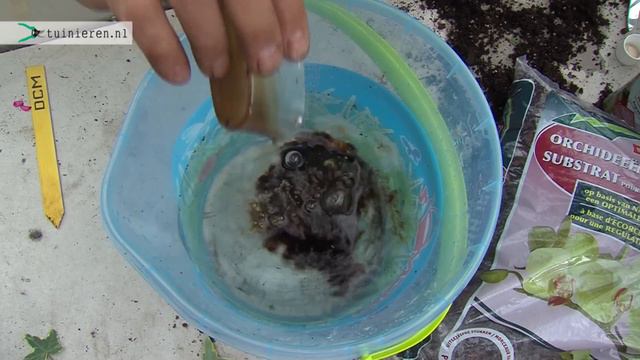 Orchidee verzorgen en water geven - Tuinieren.nl смотреть онлайн