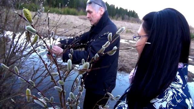 VLOG. Верба на Вербное воскресенье. Почему именно верба?