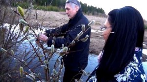 VLOG. Верба на Вербное воскресенье. Почему именно верба?