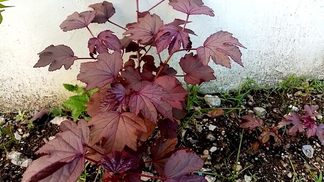 MAPLE, LEAF HIBISCUS ACETOSELLA,. JAPANESE , LABOG смотреть онлайн