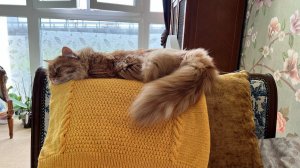 Моя домработница!