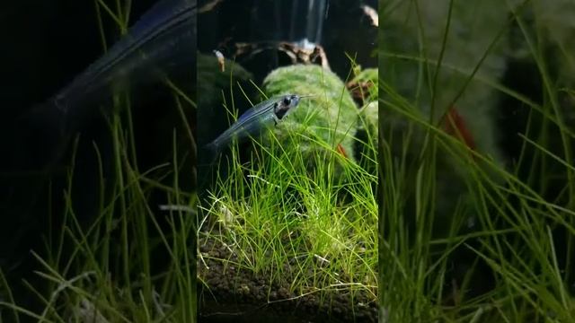 Стеклянный сом и креветки red fire. смотреть онлайн