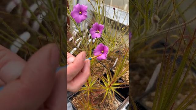 Pollinating Byblis gigantea flowers смотреть онлайн