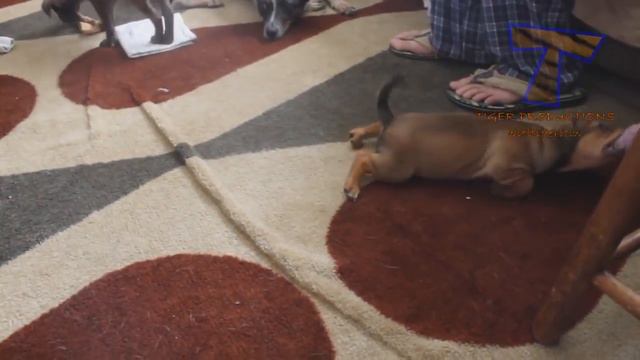 Только 1% людей выживут в этом ЗАБОЛЕВАНИИ LAUGH - видеоролики Super FUNNY ANIMAL смотреть онлайн