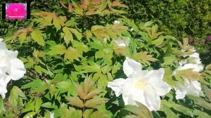 Древовидный пион.  Весенняя подкормка. Начинающим