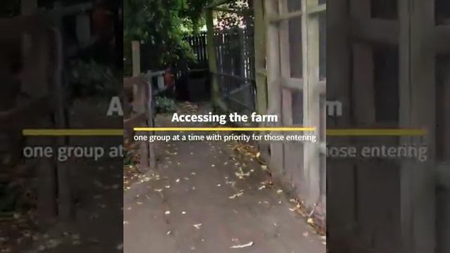 Cotebrook Shire Horse Centre reopening video смотреть онлайн