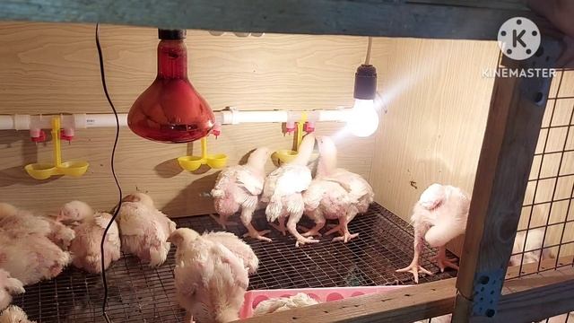 Мои бройлеры гиганты))). Бройлеры пробуют "Здравчик". Как применять Кальция Борглюконат + Аквадетри смотреть онлайн