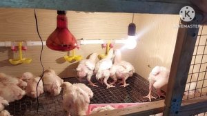 Мои бройлеры гиганты))). Бройлеры пробуют "Здравчик". Как применять Кальция Борглюконат + Аквадетри