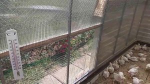 Курятник из теплицы с бройлерами