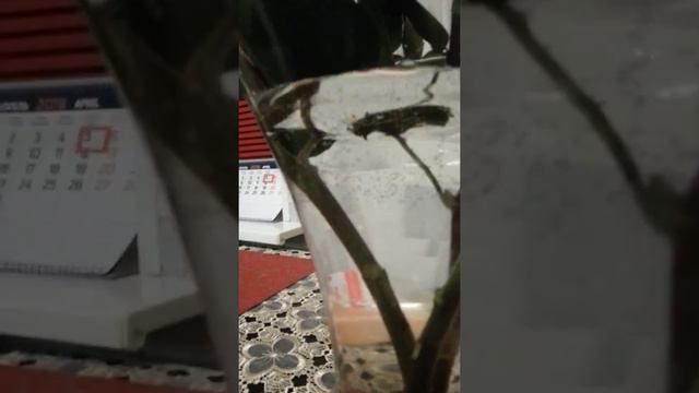 Нанука песня ромашка цветы НАНУКИ смотреть онлайн