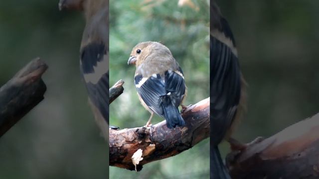Маленький снегирь у кормушки
