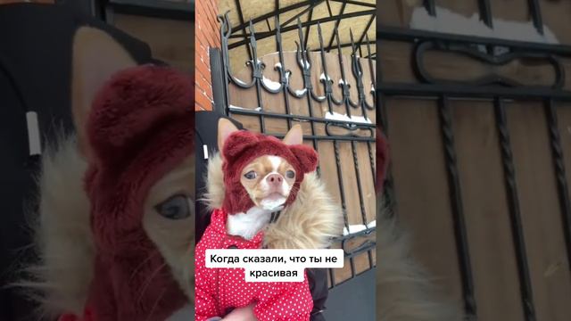 Чихуахуа злюка смотреть онлайн