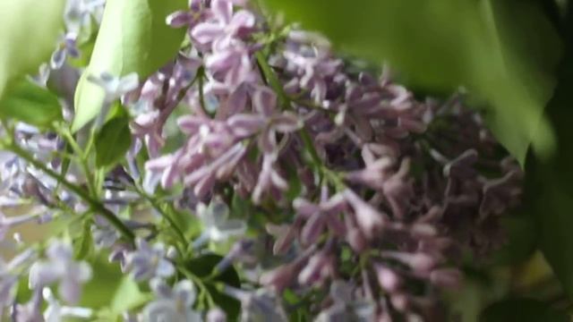 Сирень. смотреть онлайн