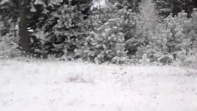 Крылья любви - Музыка Александр Русский стихи и поёт Александр Галлицкий смотреть онлайн