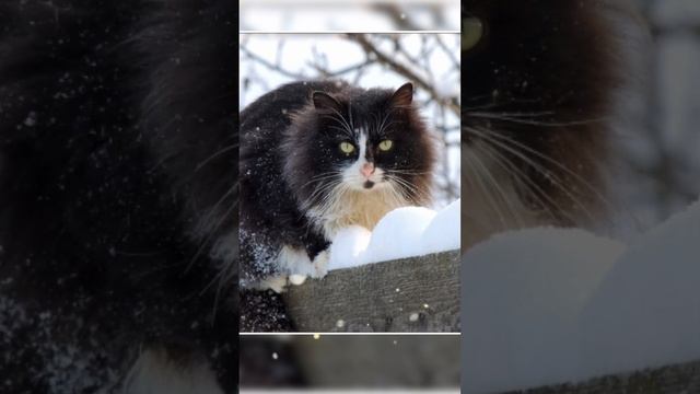 С добрым утром! Только для тебя - Блюз весенних котов! #сдобрымутром #рекомендации #shortvideo смотреть онлайн