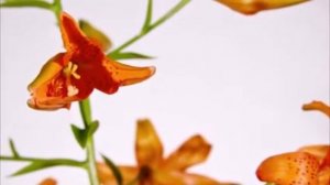 Енигма лучшее Enigma - Sadeness - Part i