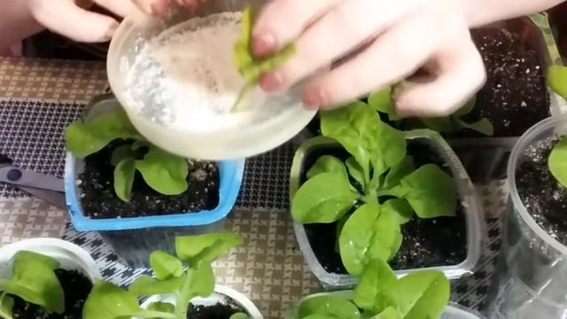 Как прищипывать петунии смотреть онлайн