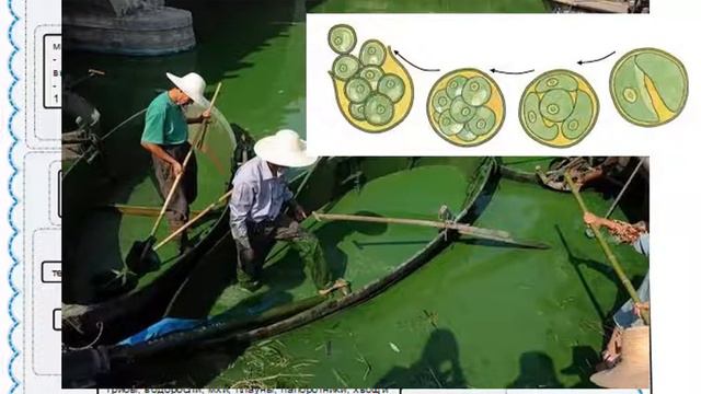 размножение организмов смотреть онлайн