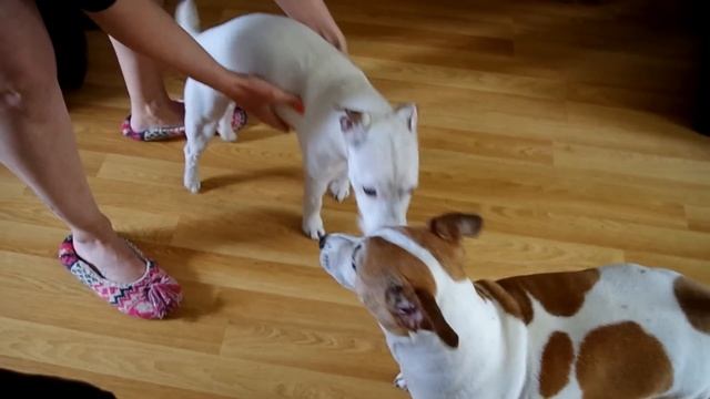 Parsons Jack Russell Terrier fitting Attack ......... Xylitol sweetner was the cause смотреть онлайн