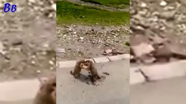 БЬЮТ ПО МОРДЕ ДРУГ ДРУГУ - ЕНОТЫ УСТРОИЛИ РАЗБОРКУ ПРЯМО НА ДОРОГЕ смотреть онлайн