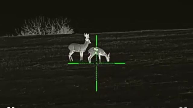 Iray rico rl 42, наблюдение за парой косуль. 82 метра. смотреть онлайн