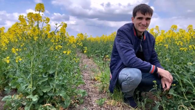 Цветение озимого рапса смотреть онлайн