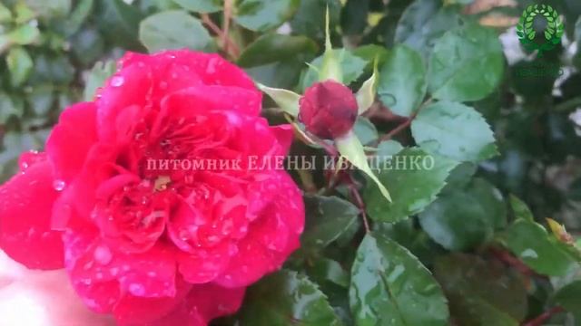 Строительные Прогнозы