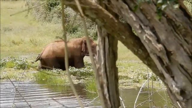 Азиатский слон и интересные факты о нем смотреть онлайн