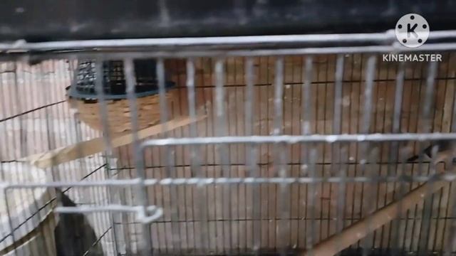 sun kannur love bird cocktail finch bagis Java goldian finch setup смотреть онлайн