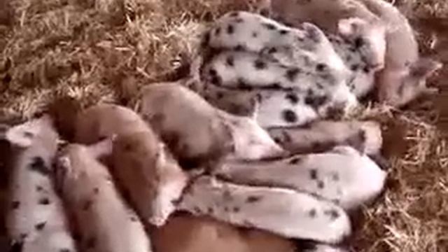 Реакция спящих поросят) смотреть онлайн