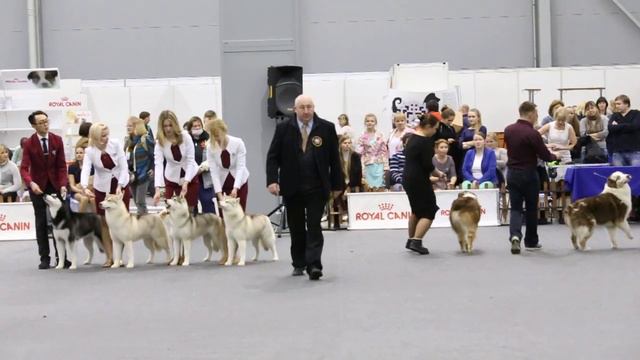 Питомник Сибирских хаски "GRAND SIBERIAN" смотреть онлайн