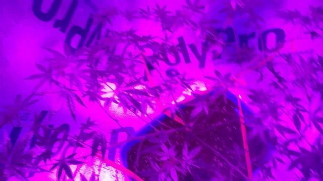 Neem Oil Aplication GROWMIES!