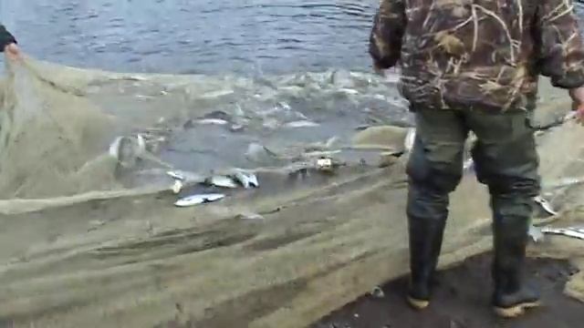 Ловля сырка неводом смотреть онлайн
