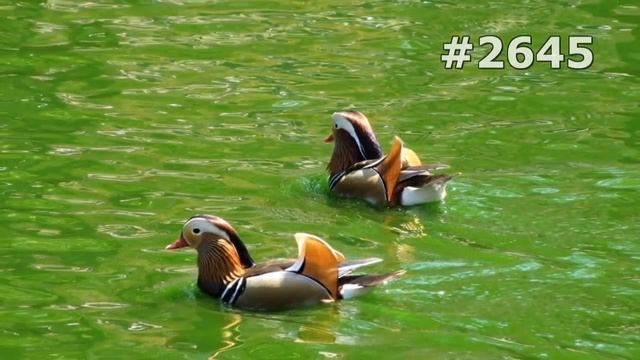 #2645. Утки (В мире животных) смотреть онлайн