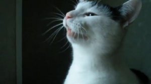 Кот чихает/Cat sneezes