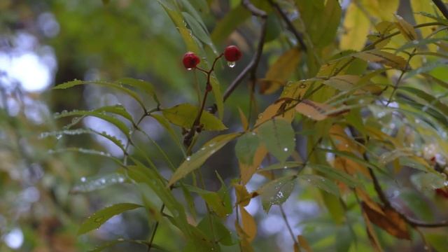 Осенние моменты | 4k 10bit | Canon R10 смотреть онлайн