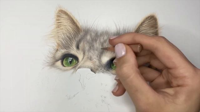 Drawing a Realistic Cat in Coloured Pencil | Drawing Process смотреть онлайн