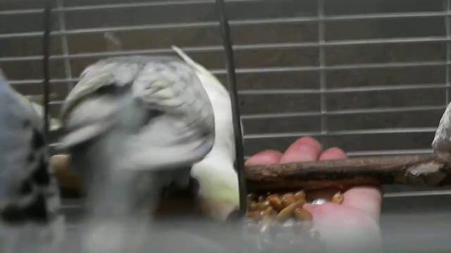 Вариации одного окраса - 1ф и 2ф спенгл . Budgerigar - 1F spengl and 2F spengl. смотреть онлайн