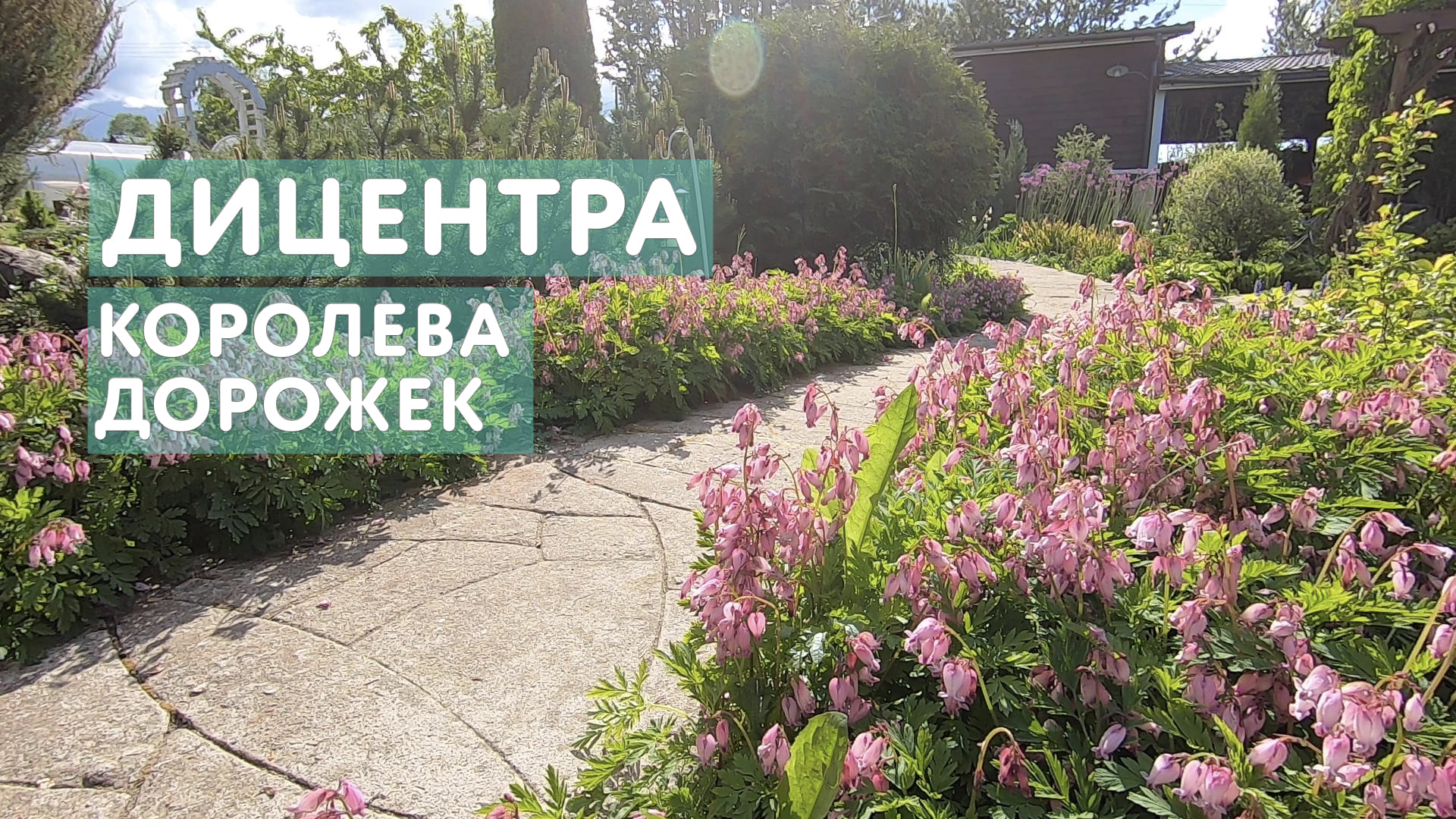 Дицентра — по-настоящему великолепная и изящная. Ей стоит найти место в любом саду. смотреть онлайн