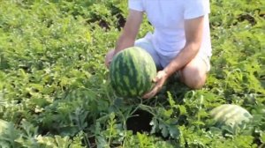 Арбуз Бомба F1