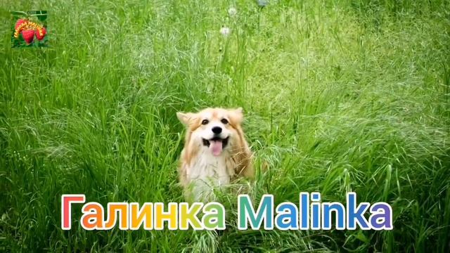 Ольга Уралочка live /Очередное вранье и лицемерие/Обзор Влогов /Уралочка /Обзоры / смотреть онлайн