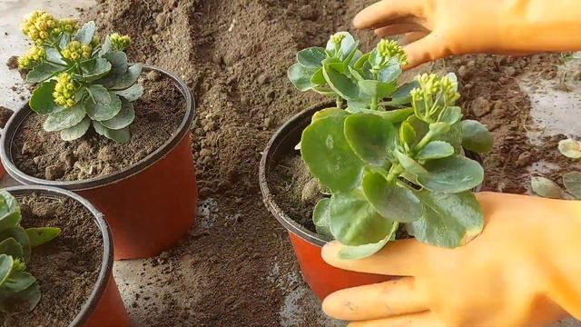 Repotting of my winter flowers/ Calanchoe/Petunia/Godetia/Iceplant смотреть онлайн