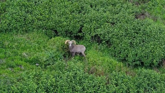 Rarest Snow Sheep (Ovis nivicola) at the Sea of Okhotsk coastal cliff. смотреть онлайн