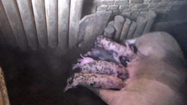 Глубокая подстилка при морозе -18 ,бесплатный обогрев свиней от "Водограй Чистый Хлев". смотреть онлайн