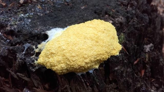 Plazmodium смотреть онлайн